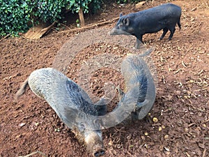 Pigs on Farm on Kauai Island, Hawaii.