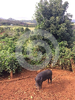 Pigs on Farm on Kauai Island, Hawaii.