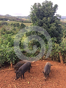 Pigs on Farm on Kauai Island, Hawaii.