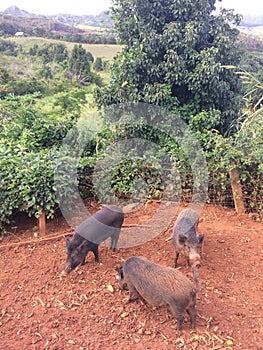 Pigs on Farm on Kauai Island, Hawaii.