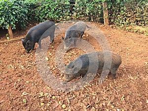 Pigs on Farm on Kauai Island, Hawaii.