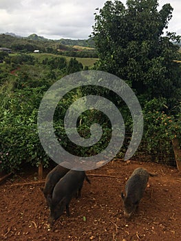 Pigs on Farm on Kauai Island, Hawaii.