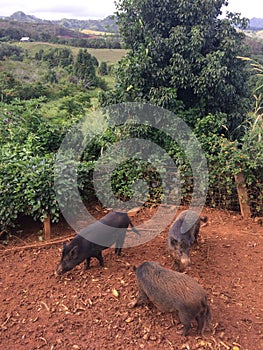 Pigs on Farm on Kauai Island, Hawaii.