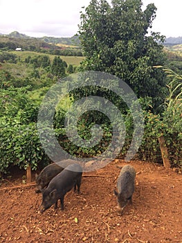 Pigs on Farm on Kauai Island, Hawaii.