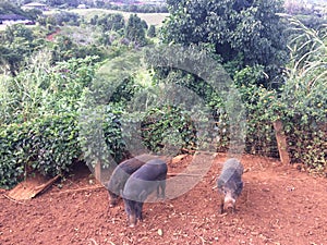 Pigs on Farm on Kauai Island, Hawaii.