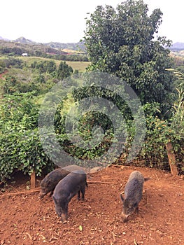 Pigs on Farm on Kauai Island, Hawaii.