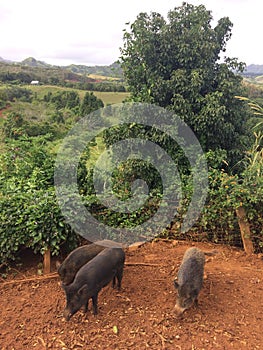 Pigs on Farm on Kauai Island, Hawaii.