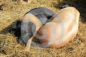 Pigs in the farm in Lingen, Luxembourg