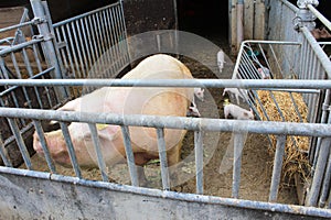 Pigs in the farm in Lingen, Luxembourg