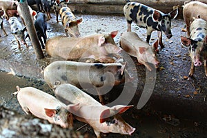 Pigs at the farm. Meat industry