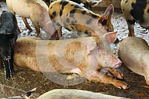 Pigs at the farm. Meat industry