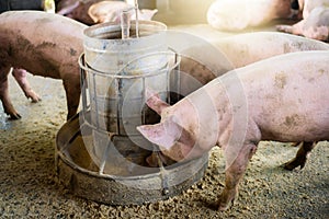 Pigs at the farm. Meat industry. Pig farming to meet the growing demand for meat in thailand and international.