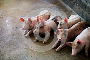 Pigs at the farm. Meat industry. Pig farming to meet the growing demand for meat in thailand and international.