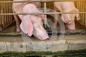 Pigs at the farm. Meat industry. Pig farming to meet the growing demand for meat in thailand and international