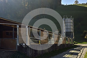 Pigs farm in sunset light