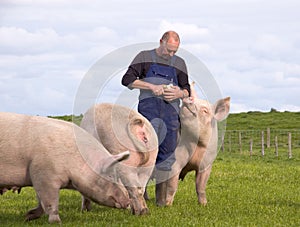 Pigs Farmer photo