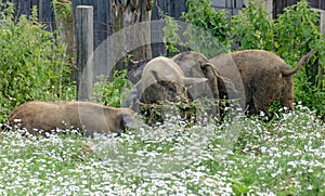 Pigs feeding chamomile