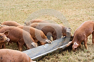 Pigs Feeding Time