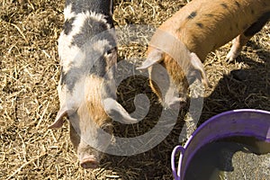 Pigs at feeding time