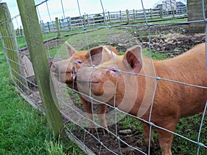 Pigs at a fence