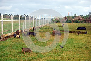 Pigs at field near airport fence Polynesia