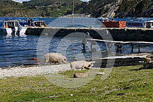 Pigs in a field of salar de uyuni in Bolivia photo