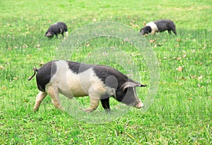 Pigs in the field photo