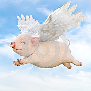 When pigs fly concept. Cute little piggy with wings flying through the air.
