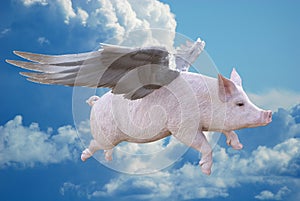 When Pigs Fly, Flying Pig