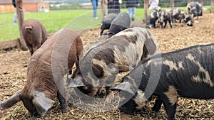 Pigs foraging for food with their snouts on the ground