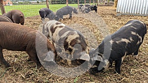 Pigs foraging for food together with their snouts on the ground