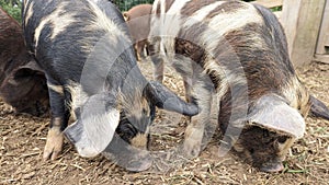 Pigs foraging in their pen in the mud for food copying