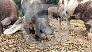 Pigs foraging with snouts in the ground for food photo