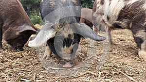 Pigs foraging together for food with snouts in the ground