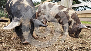 Pigs foraging together for food with snouts in the ground