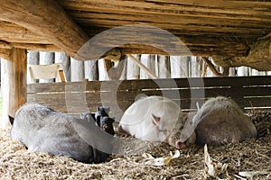 Pigs on free range farm