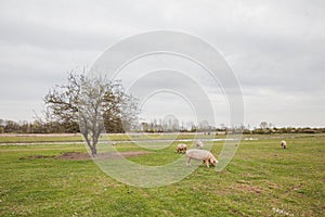 Pigs graze on the eco farm green pasture in nature, countryside, rural landscape