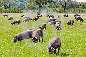 Pigs graze on farm in countryside of Badajoz