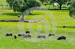 Pigs graze on farm in countryside of Badajoz