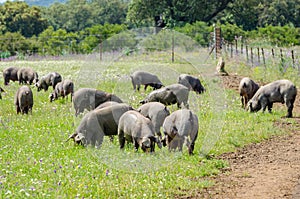 Pigs graze on farm in countryside of Badajoz, Extremadura