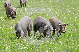 Pigs graze on farm in countryside of Badajoz, Extremadura