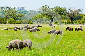 Pigs graze on farm in countryside of Badajoz