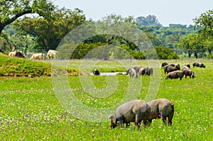 Pigs graze on farm in countryside of Badajoz