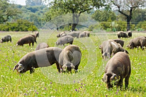 Pigs graze on farm in countryside of Badajoz