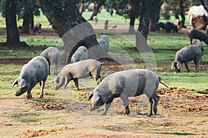 Pigs graze on farm in countryside of navalvillar de pela, Extremadura