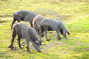 Pigs graze on farm in countryside of navalvillar de pela, Extremadura photo