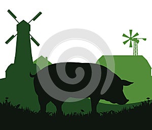 Pigs graze in pasture. Picture silhouette. Farm pets. Rural landscape with farmer house. Animals for meat and fat