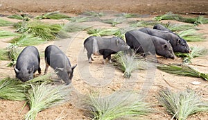Pigs grazing through handmade brooms
