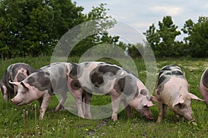 Pigs grazing summer green meadow