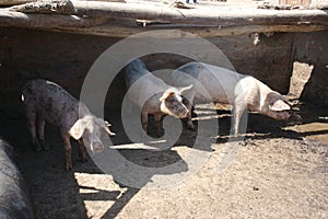 Pigs hiding in shade